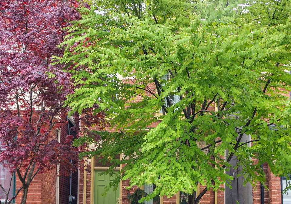 48-salisbury-avenue-toronto-ontario-c12375472