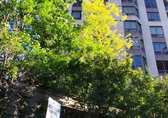 78-harrison-garden-boulevard-toronto-north-york-ontario-c13516420