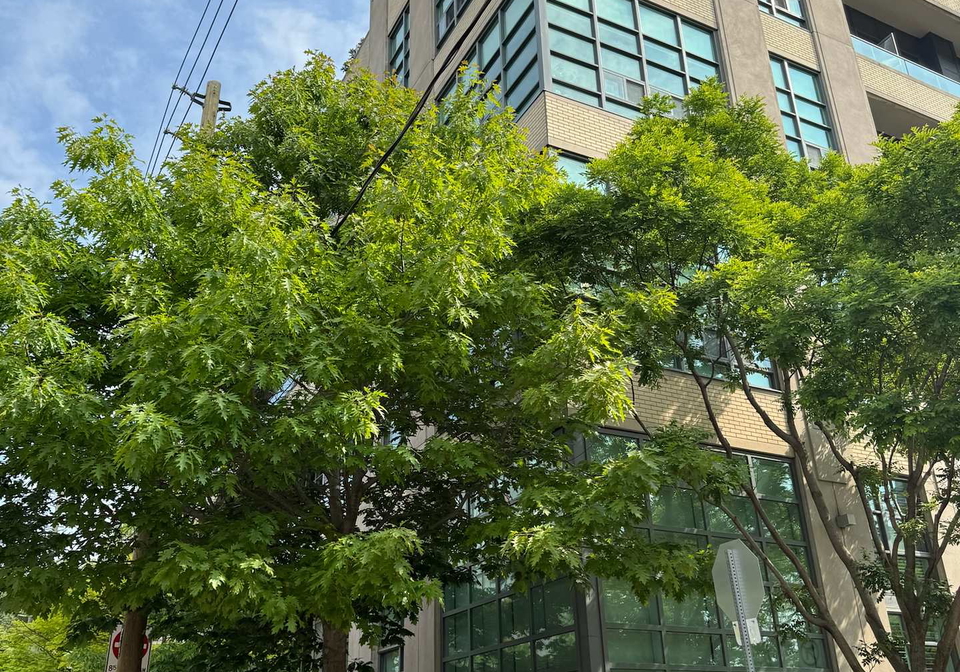 380-macpherson-avenue-toronto-toronto-ontario-c13574330