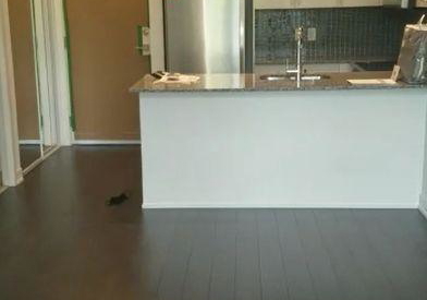 1603-eglinton-avenue-toronto-toronto-ontario-c13576494