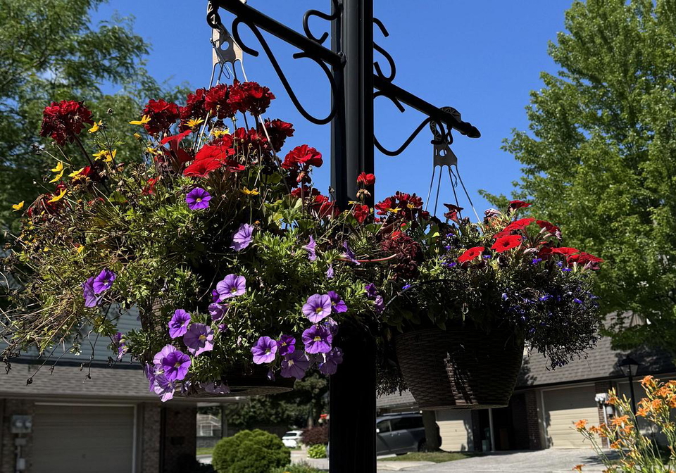 7-purple-sageway-toronto-north-york-ontario-c13582576
