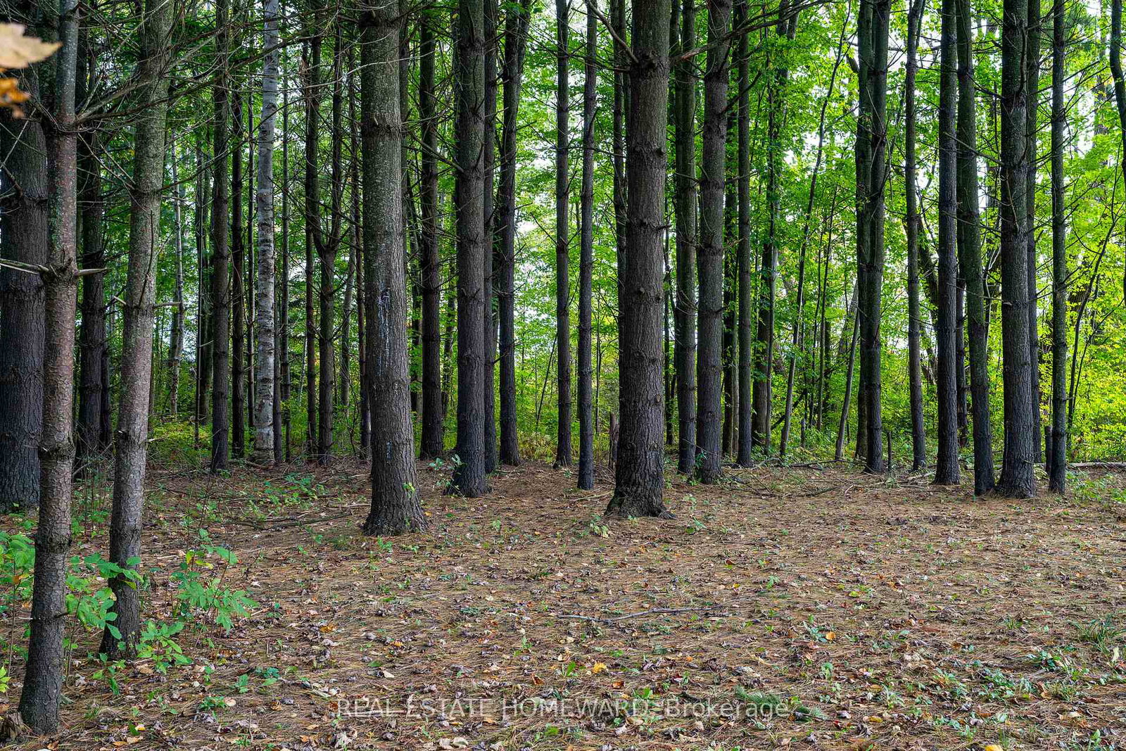 1602-county-road-7-clearview-ontario-s12410351