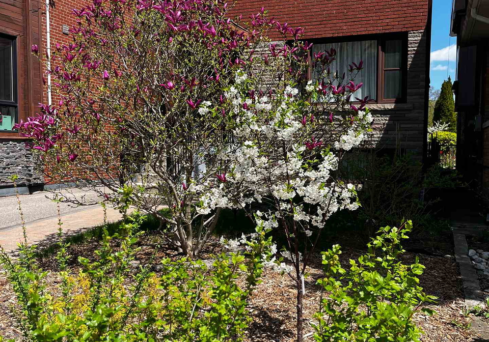 137-evelyn-avenue-toronto-ontario-w12088376