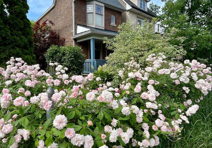 172-hope-street-toronto-ontario-w12216096