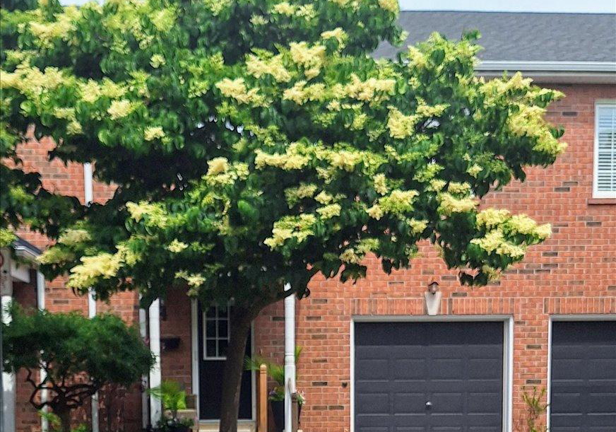 5427-lakeshore-road-burlington-ontario-w12379555