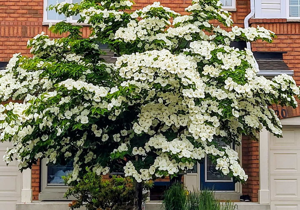 710-spring-gardens-road-burlington-ontario-w13128926