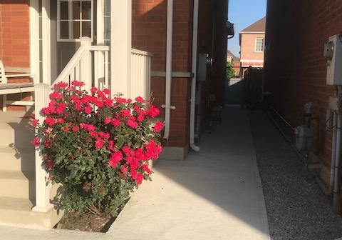 20-ridgehaven-court-brampton-ontario-w13414682