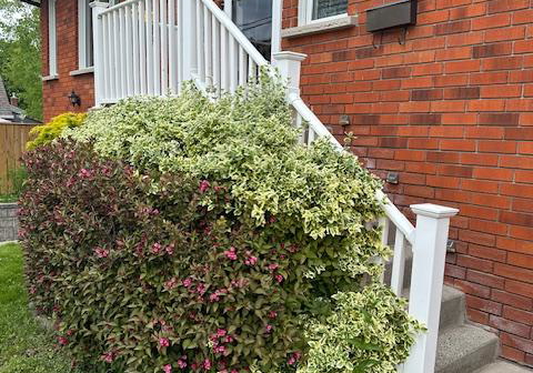 62-young-street-port-hope-ontario-x12037945