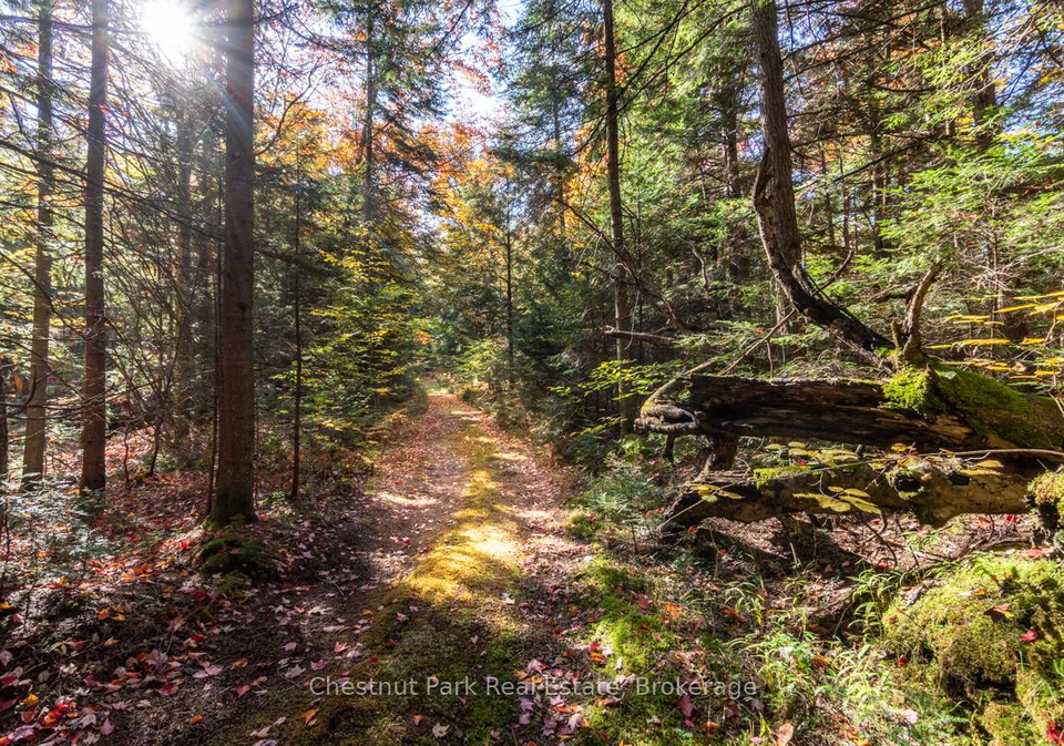 1374-purbrook-road-bracebridge-ontario-x12058373