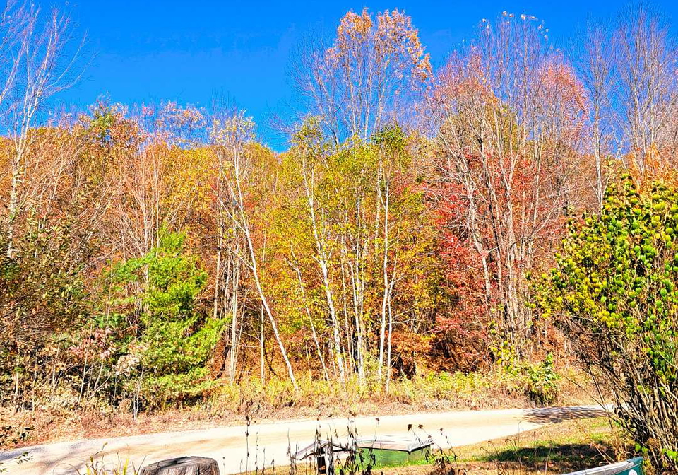 256-trout-lake-road-faraday-ontario-x12412586