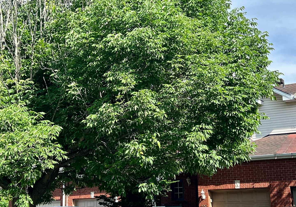 126-daventry-crescent-ottawa-ontario-x13470476