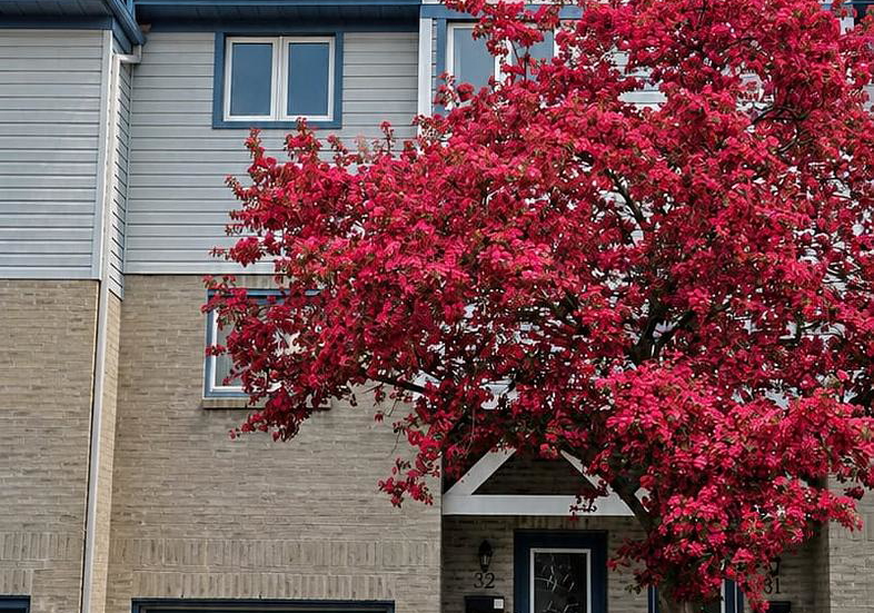 589-beechwood-drive-n-waterloo-ontario-x13619134
