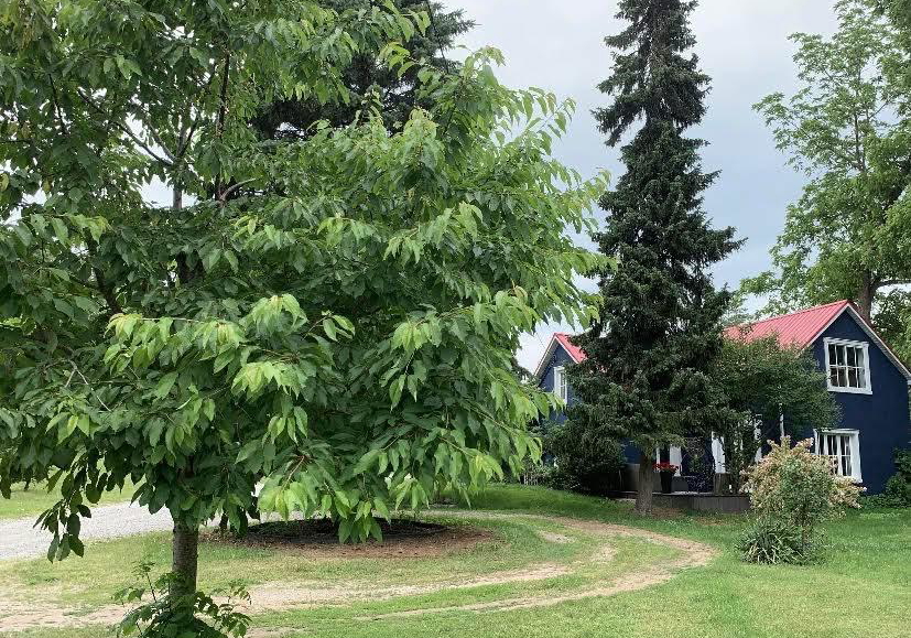 393-canboro-road-pelham-ontario-x13783238