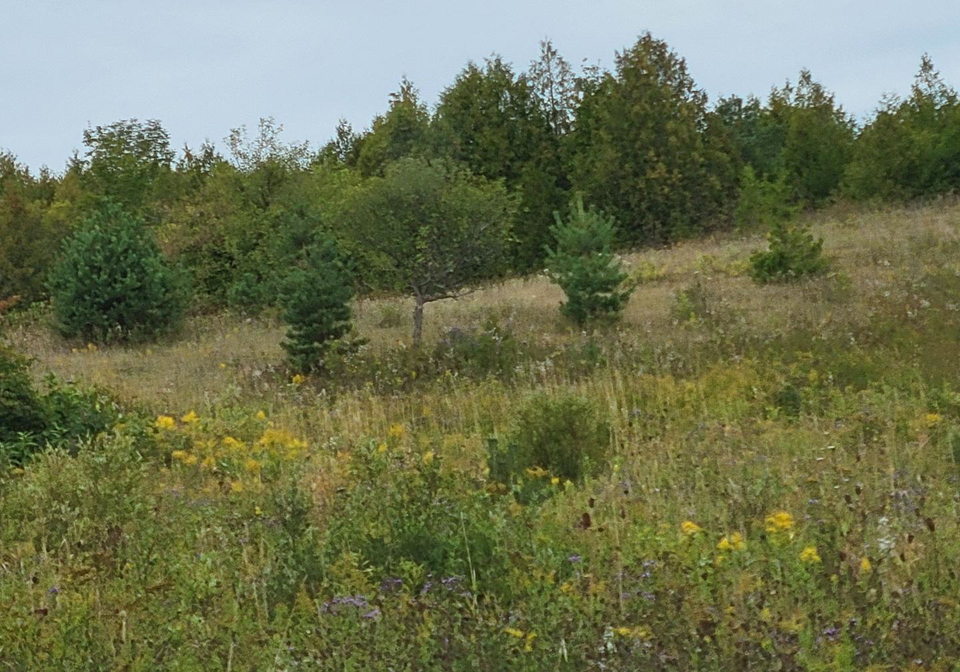 314346-hwy-6-highway-west-grey-ontario-x13818376